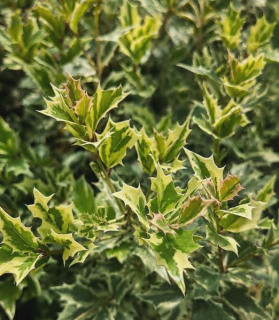 Osmanthus heterophyllus 'Variegatus'